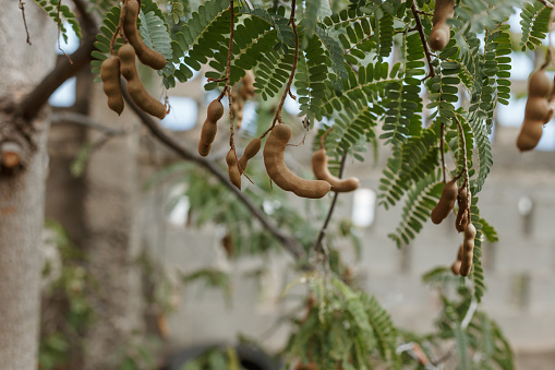 Tamarind is rich in vitamins and highly valued for pastries and sweets in general.