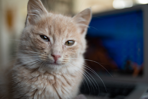 Close-up shot of tabby cat's green eyes.