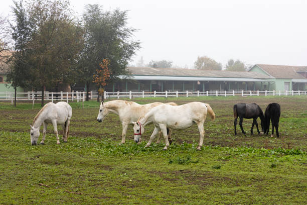 Beautiful Horses at farm on the pasture
