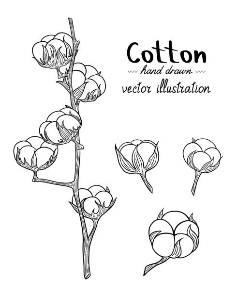 Vector set of hand-drawn cotton twigs. Can be used as a decor element for a rustic wedding or greeting cards, textiles Vector set of hand drawn cotton twigs. Can be used as a decor element for a rustic wedding or greeting cards, textiles. Engraving illustration. Black and white colors cotton cotton ball fiber white stock illustrations