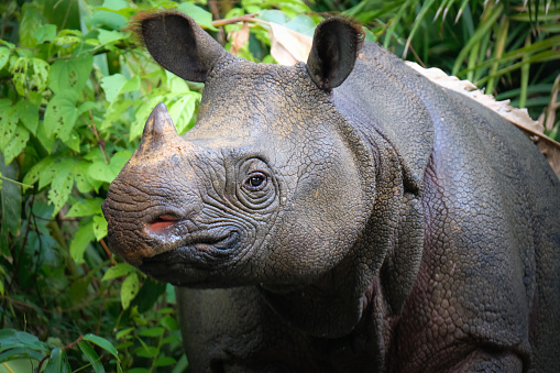 Javan rhino and Ujung Kulon palm jungle