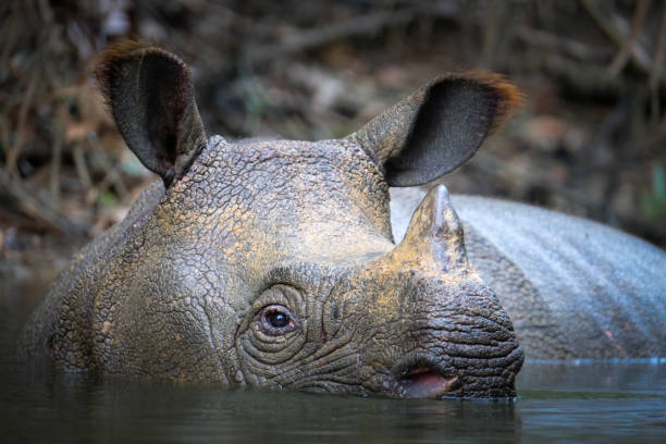 istock Wild Javan rhino close up 1305319305