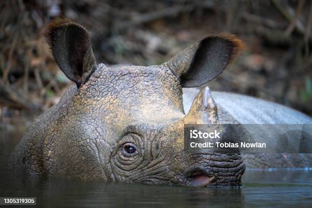 Wild Javan Rhino Close Up Stock Photo - Download Image Now - Javan Rhinoceros, Rhinoceros, Indonesia