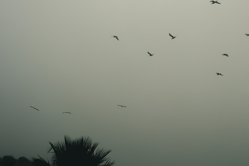 Birds flying on a foggy morning