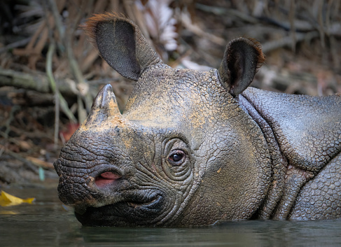 Javan rhino face close in the wild