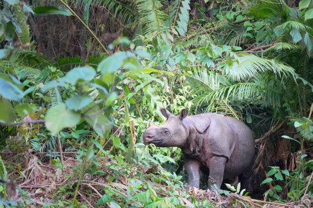 istock Javan rhino in the wild in the jungle 1305319355