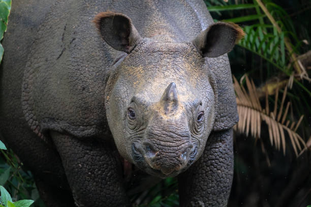 istock Wild Javan rhino looking at camera 1305319361