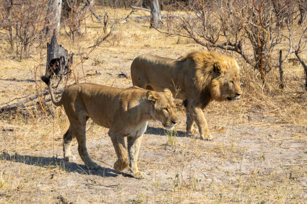 istock Male and Female Lions 1305320395