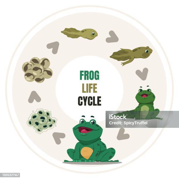 Ilustración de Ciclo De Vida De La Rana Pasos De Crecimiento De Anfibios  Diagrama Circular De
