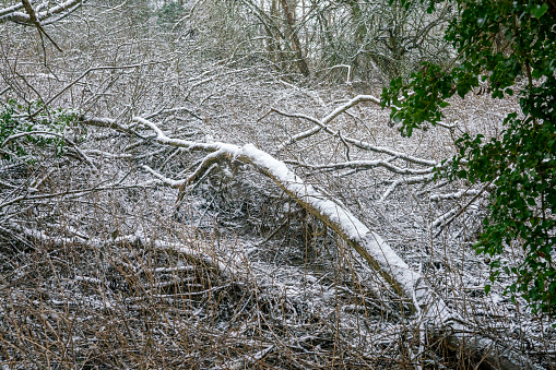 Tree stump in the snow, Riverside Park, Huntingdon, UK.