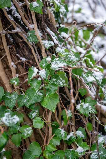 Ivy growing on a tree trunk in the snow, Riverside Park, Huntingdon, UK.