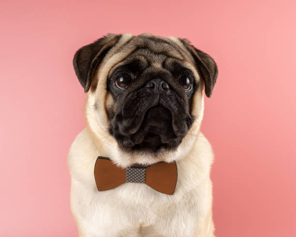 istock Cute Pug dog with bowtie on pink background. 1305322062