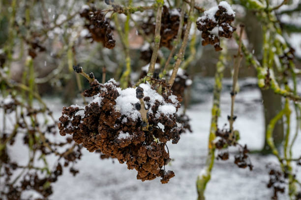 de groei van de esboom in de sneeuw - dry january stockfoto's en -beelden