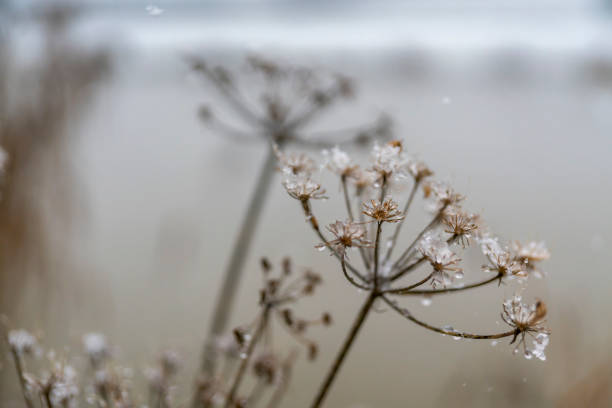 winter harmony in nature, lonely dry grass on a snowy field. winter landscape close up