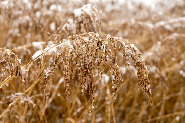 istock Reeds in the snow 1305322326