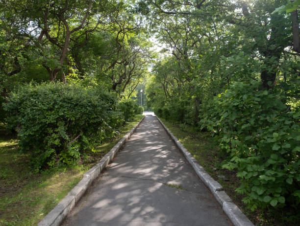 istock summer alley in green foliage drenched in sun 1305322473