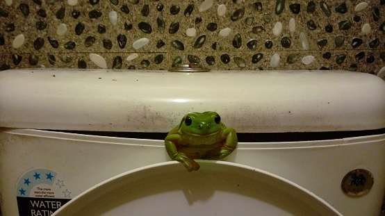 A frog checking out his new home: the water tank of the toilet flush.