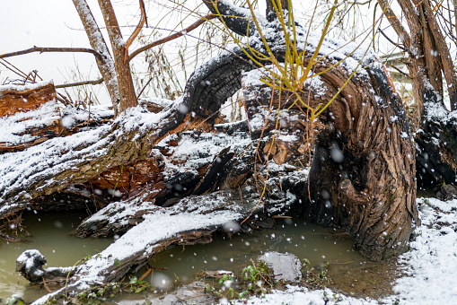 Lightning struck tree stump in the snow, Riverside Park, Huntingdon, UK.