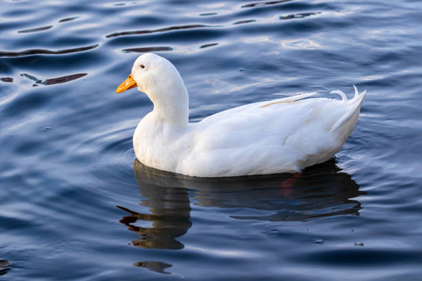 A large bright white duck with a bright orange beak swims in blue water. Wildlife. Close-up.