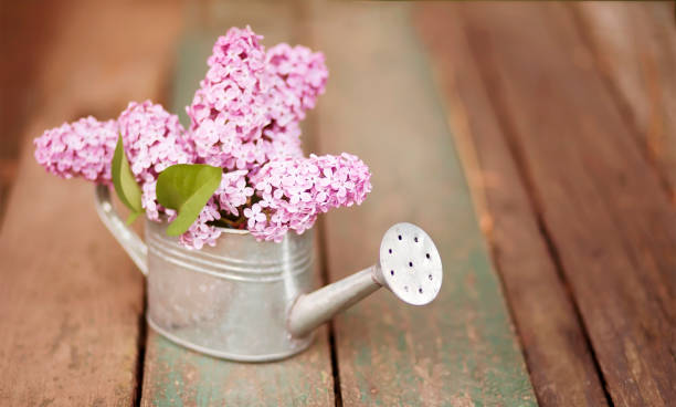 istock Purple lilac flowers decoration in spring 1305323437
