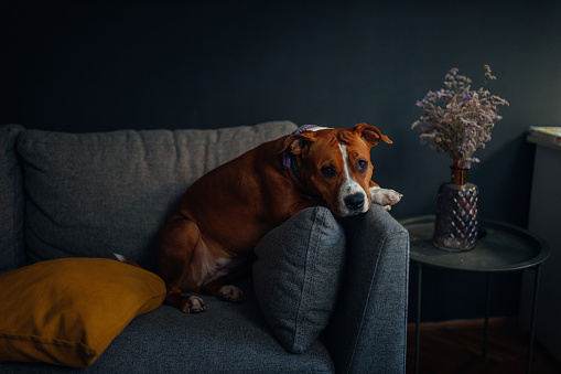 Cute dog relaxing on sofa at modern living room and looking at the camera