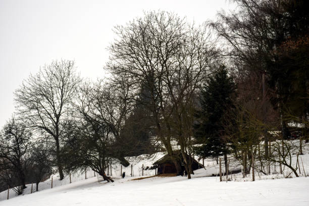 rustykalny dom z bali, ośnieżone sosny, duże zaspy śnieżne, śnieg. wiejski piękny zimowy krajobraz. scena pozamiejska. nowy rok, boże narodzenie. - non rural scene zdjęcia i obrazy z banku zdjęć