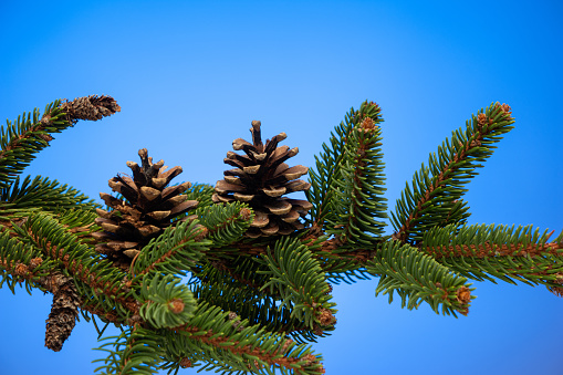 Brown pine cones on evergreen fir tree branch close up studio shot isolated on blue background.