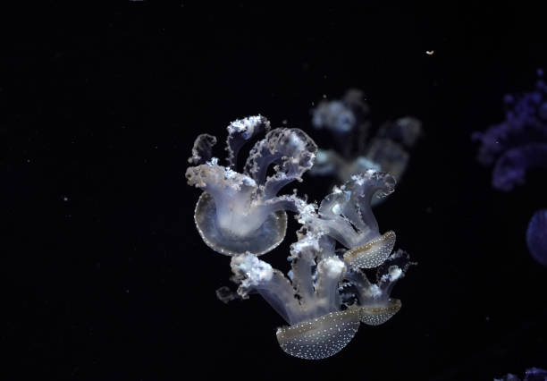 istock white spotted jellyfish underwater 1305328129