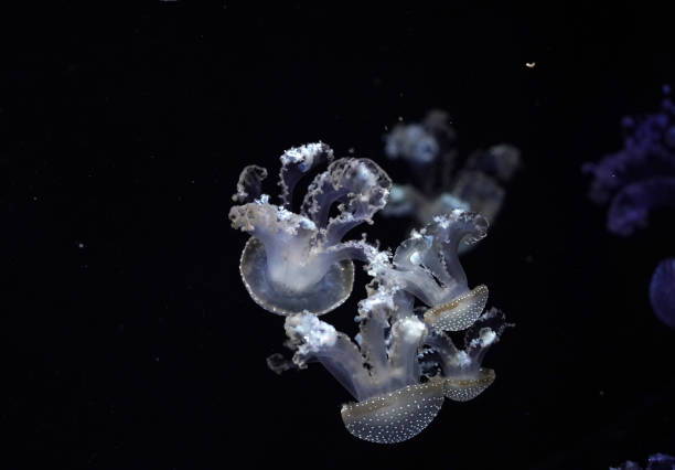 белые пятнистые медузы под водой - white spotted jellyfish фотографии стоковые фото и изображения