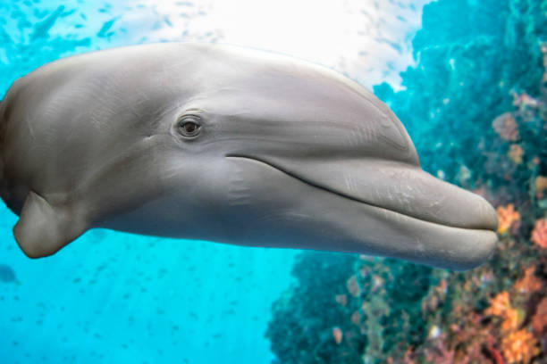 istock dolphin underwater on the reef background 1305328177