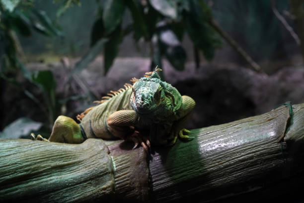 istock Green Iguana close up portrait on a tree 1305328288