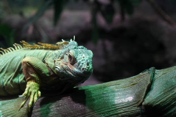 istock Green Iguana close up portrait on a tree 1305328804