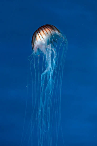 japanische seebrennnessqualle - jellyfish translucent sea glowing stock-fotos und bilder