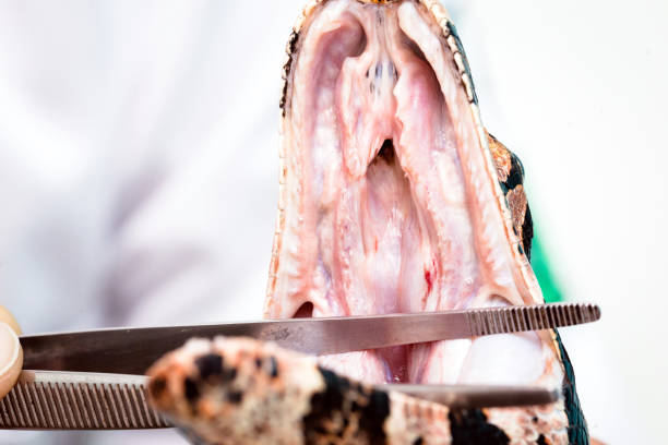 istock snake without prey being examined by a vet 1305328921
