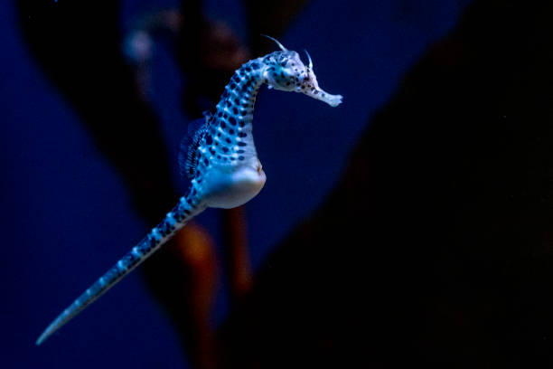 istock sea horse underwater close up 1305328941
