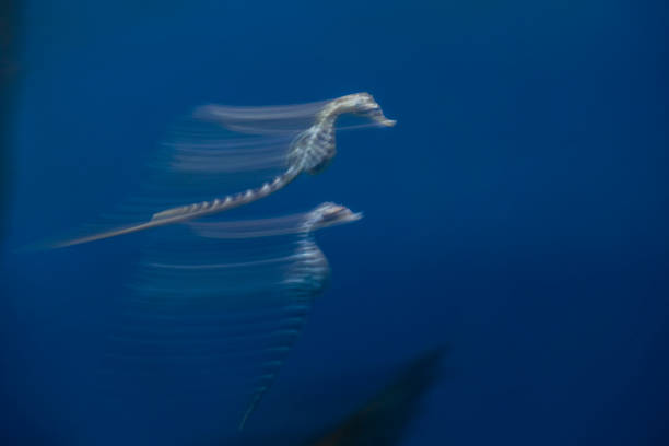istock sea horse underwater move effect panning twist technique 1305328979