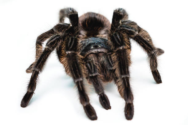 istock black tarantula spider, large arthropod on white isolated background 1305329014