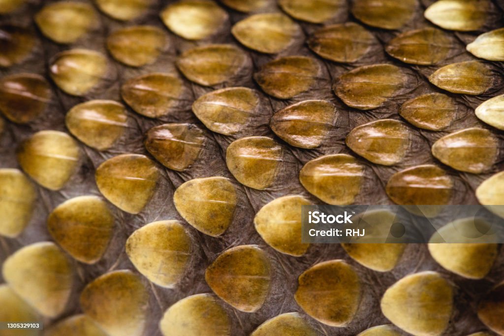 Real Snake Skin Texture Macro Photo Of Snake Skin Stock Photo ...