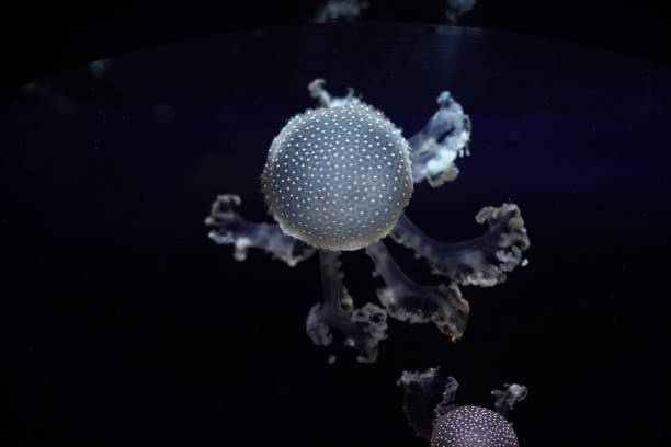 istock white spotted jellyfish underwater 1305329173
