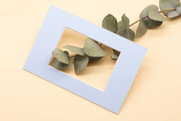 istock a green branch of eucalyptus in a frame on a pastel background. Eucalyptus branch for creating bouquets and decoration of apartments 1305329199