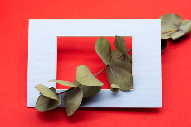 istock a green branch of eucalyptus in a frame on a red background. Eucalyptus branch for creating bouquets and decoration of apartments 1305329205