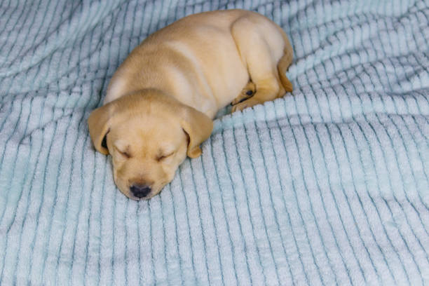 istock Small cute labrador retriever puppy dog sleeping on a bed 1305330374