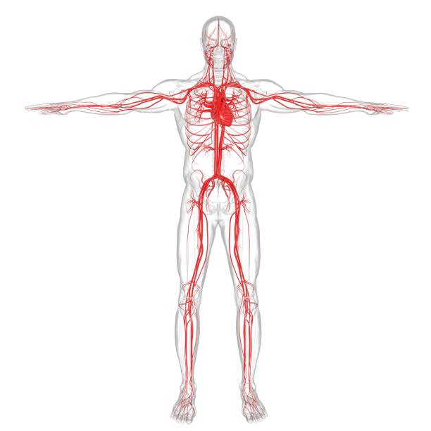 corazón humano con anatomía del sistema circulatorio para el concepto médico 3d - blood cardiologist color image nobody fotografías e imágenes de stock