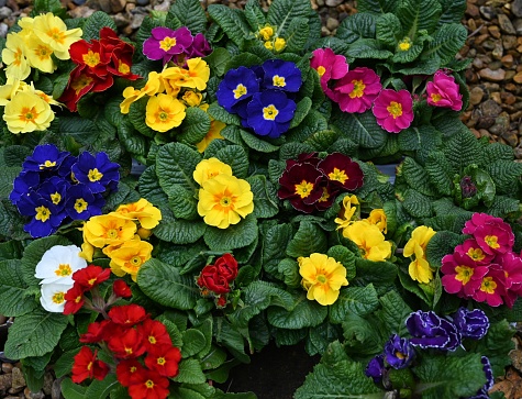 Tray of Colourful Spring Flowering  Primrose Plants.