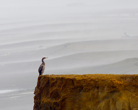 A Red-legged Cormorant (Phalacrocorax gaimardi) which, unusually among seabirds does not nest in colonies, perches on a cliff-edge by the Pacific Ocean in southern Chile. Disturbance of nest-sites by development means that, unfortunately, the population of this South American species is in steep decline.