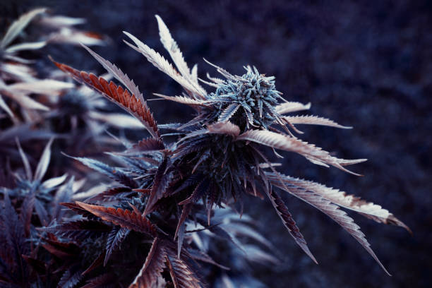 보라색 잎 마리화나 또는 대마초 식물 배경, 벽지 또는 합법화 - canabis strain 뉴스 사진 이미지