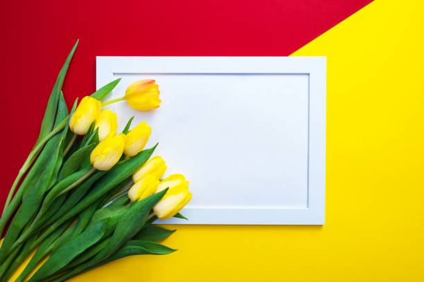 istock red and yellow background, white frame with white background and yellow tulips, on the left side 1305332719