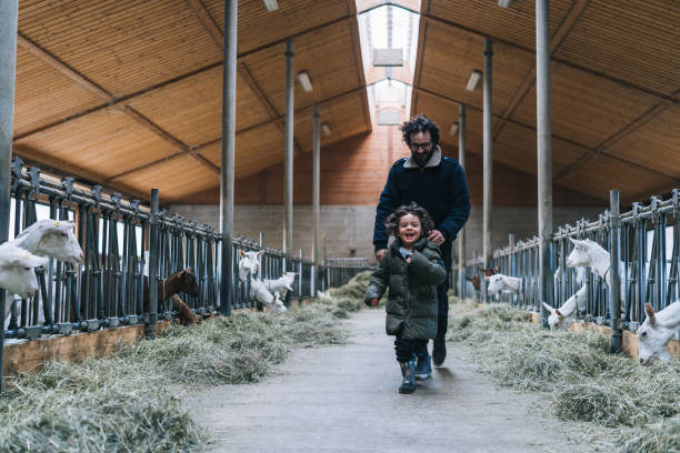 istock Father and son run through goat barn in the morning 1305333326
