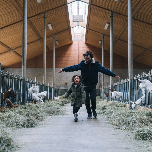 Father and son run through goat barn in the morning