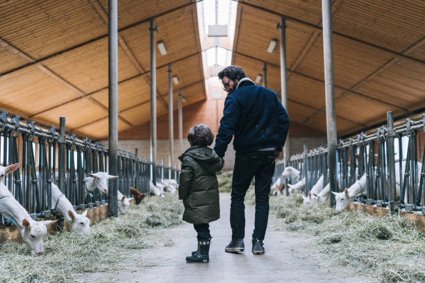 istock Father and son walk through goat barn in the morning 1305333827